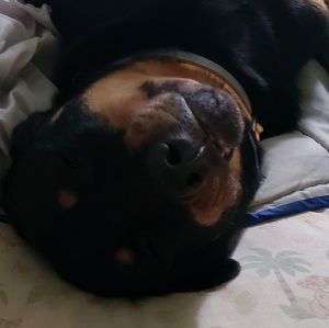 Meet your Posher, Brandy